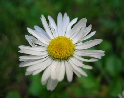 Deshojando Margaritas...